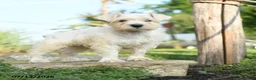 Miniature Schnauzer dogs for sale: Lyle - Ad 1