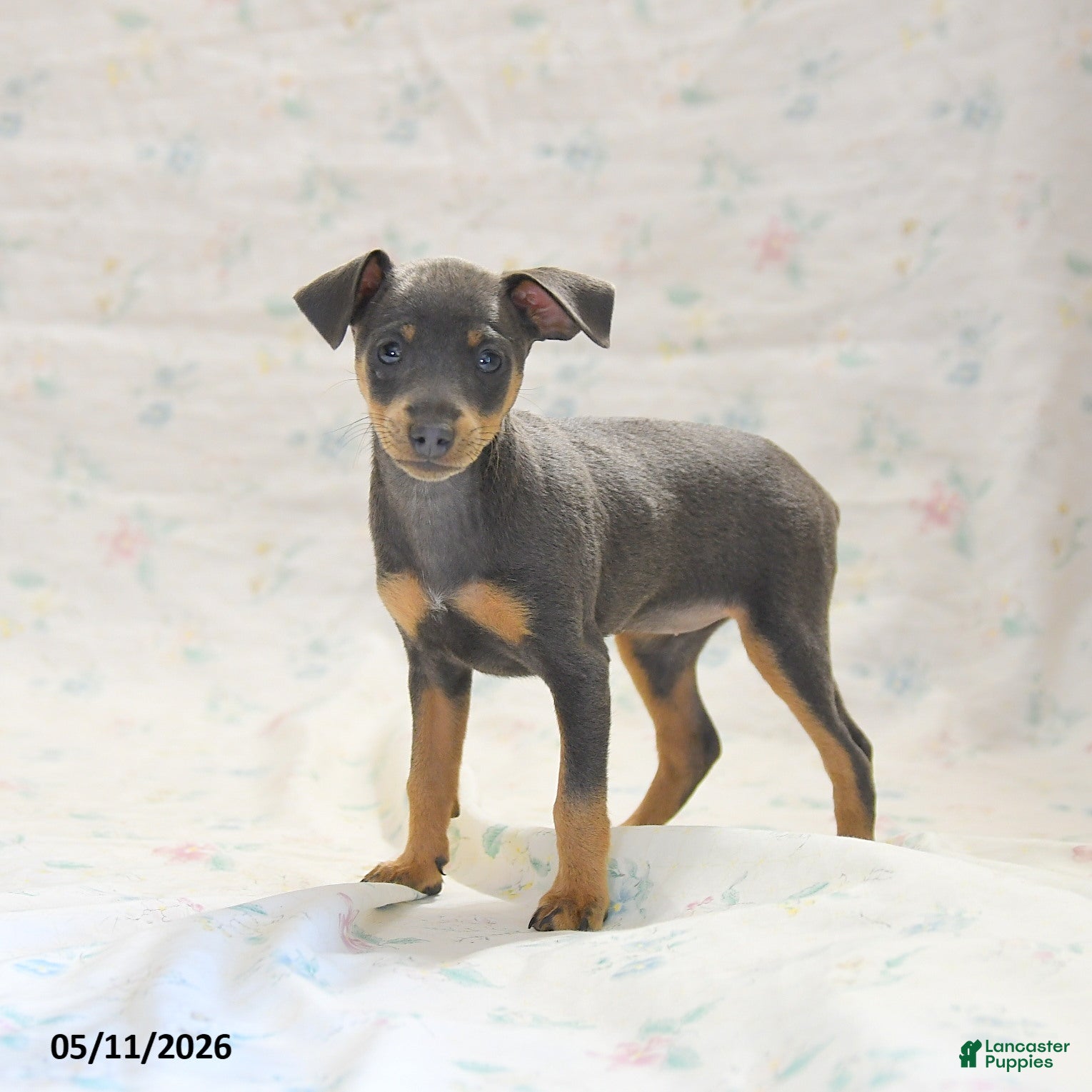 Miniature Pinscher dogs Phiona - Ad 1