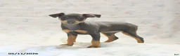 Miniature Pinscher dogs for sale: Phiona - Ad 1