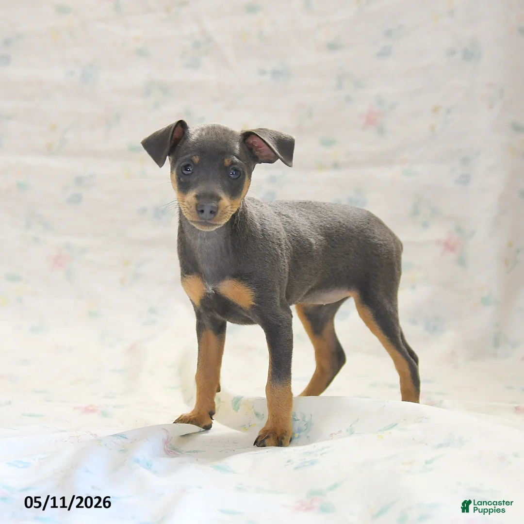 Miniature Pinscher dogs for sale: Phiona - Ad 1