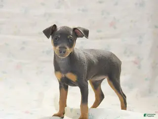 Miniature Pinscher dogs for sale: Phiona - Ad 2