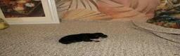 Pomeranian dogs for sale: Lasting  - Ad 3
