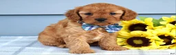 Cavapoo dogs for sale: Cleo - Ad 4
