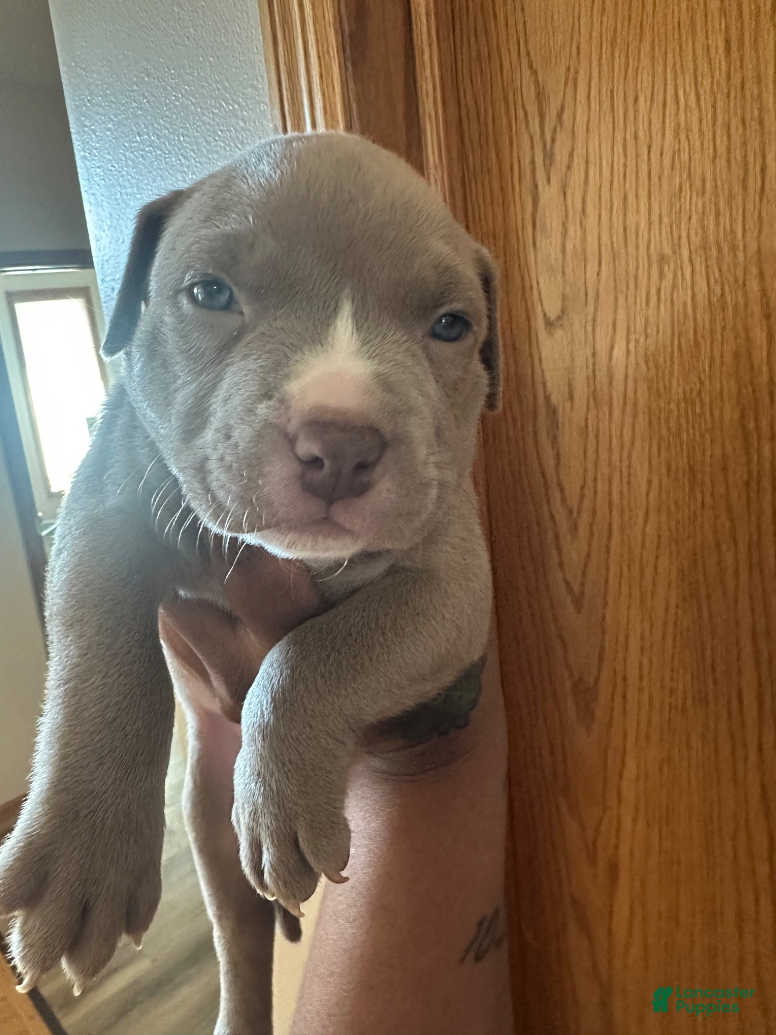 American Pit Bull Terrier dogs American Pit Bull Terrier Puppy 7 - Ad 7