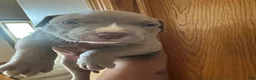 American Pit Bull Terrier dogs for sale: American Pit Bull Terrier Puppy 7 - Ad 1