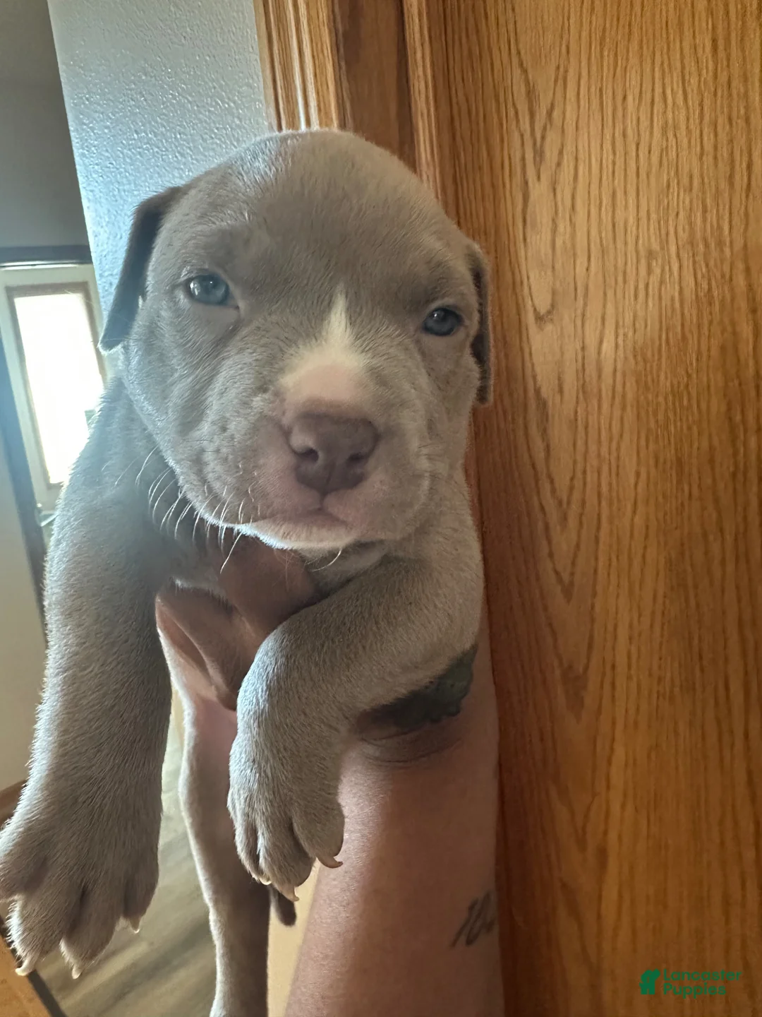 American Pit Bull Terrier dogs for sale: American Pit Bull Terrier Puppy 7 - Ad 1