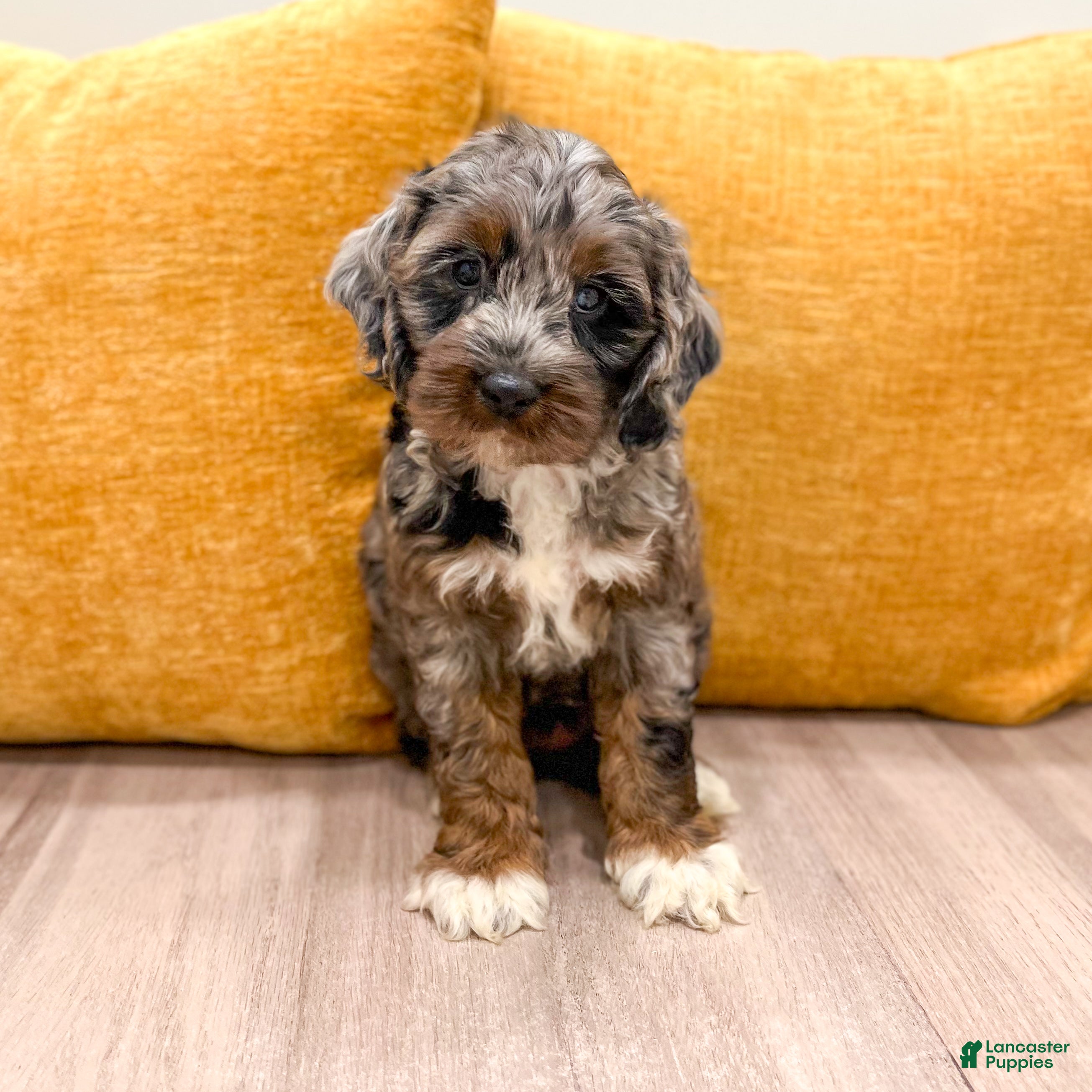 Cockapoo dogs Blossom - Ad 1