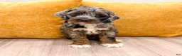 Cockapoo dogs for sale: Blossom - Ad 1