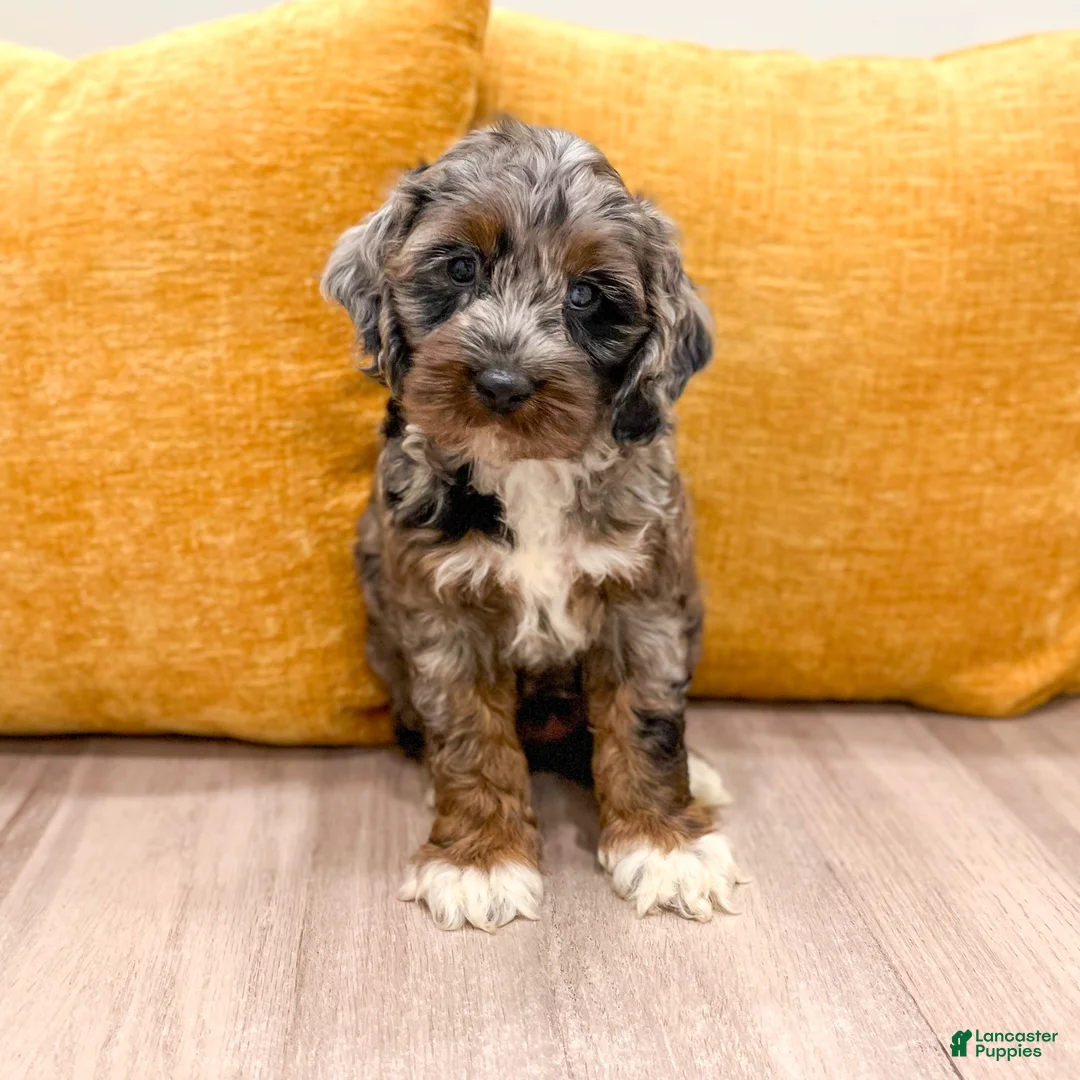 Cockapoo dogs for sale: Blossom - Ad 1