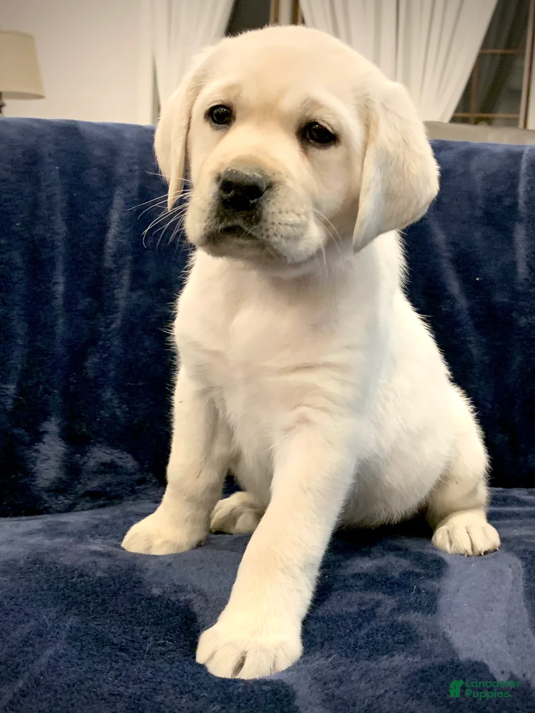 Labrador Retriever dogs for sale: Hazel - Ad 7