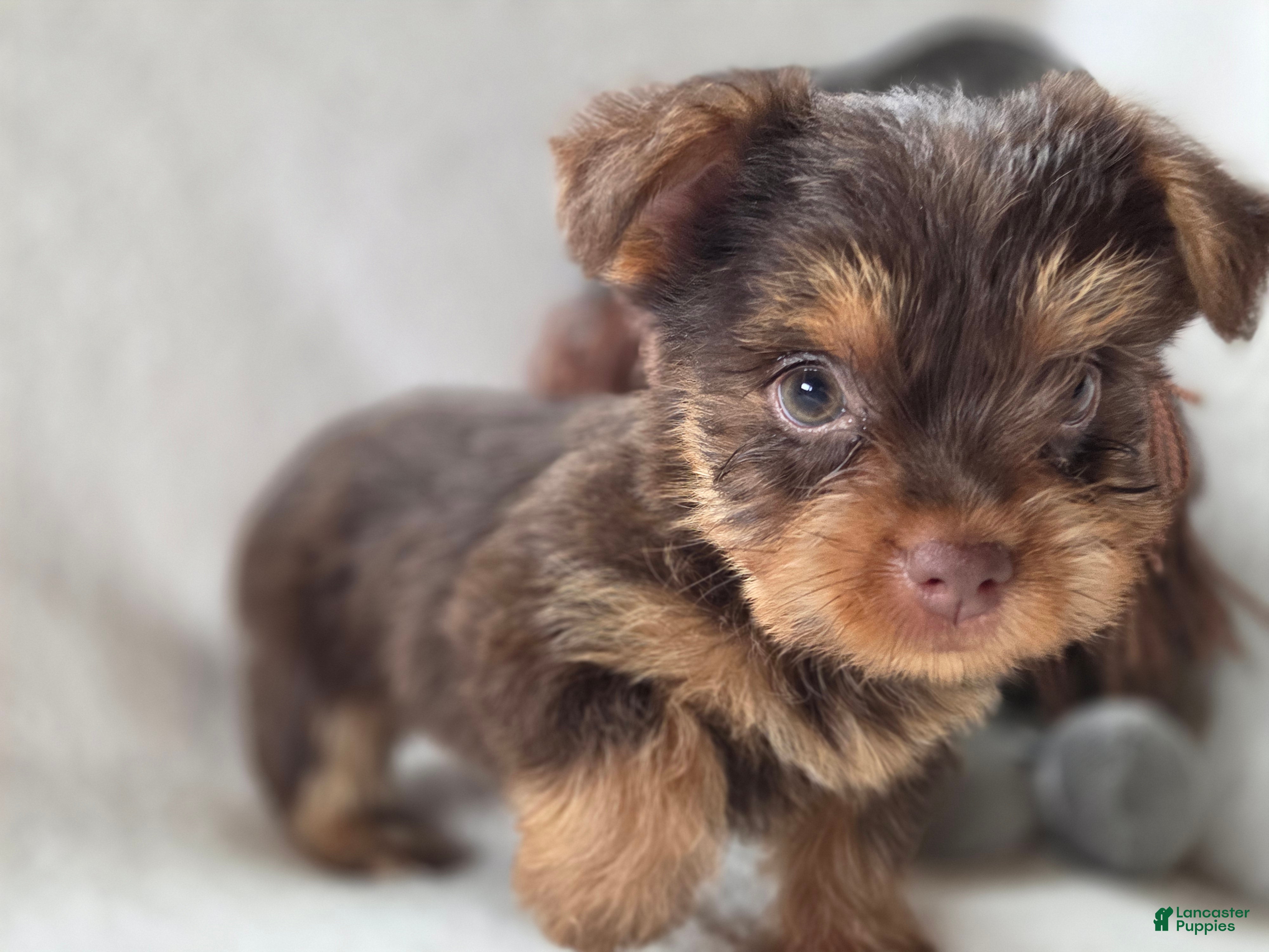 Yorkshire Terrier dogs Gabby  - Ad 2