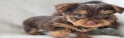 Yorkshire Terrier dogs for sale: Gabby  - Ad 2