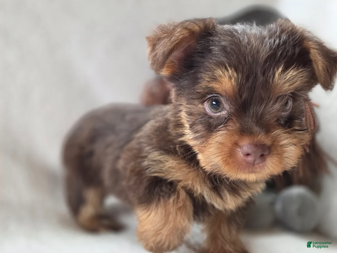 Yorkshire Terrier dogs for sale: Gabby  - Ad 2