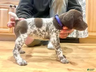 German Shorthaired Pointer dogs Martha Mae - Ad 24