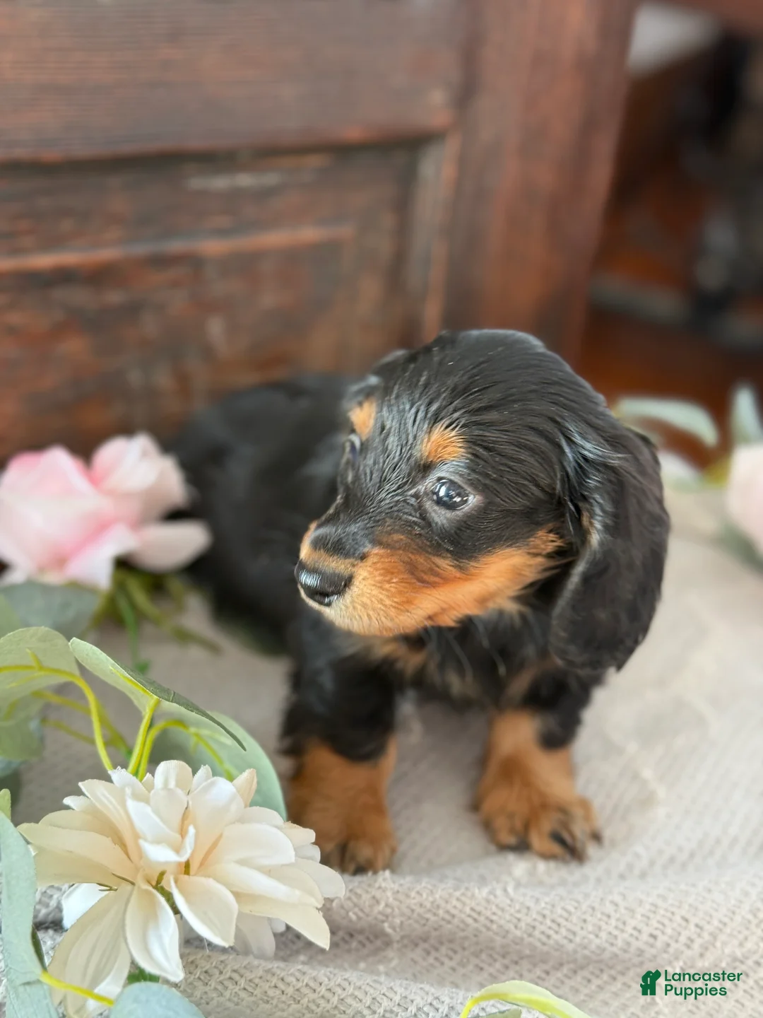 Miniature Dachshund dogs for sale: Monty - Ad 9