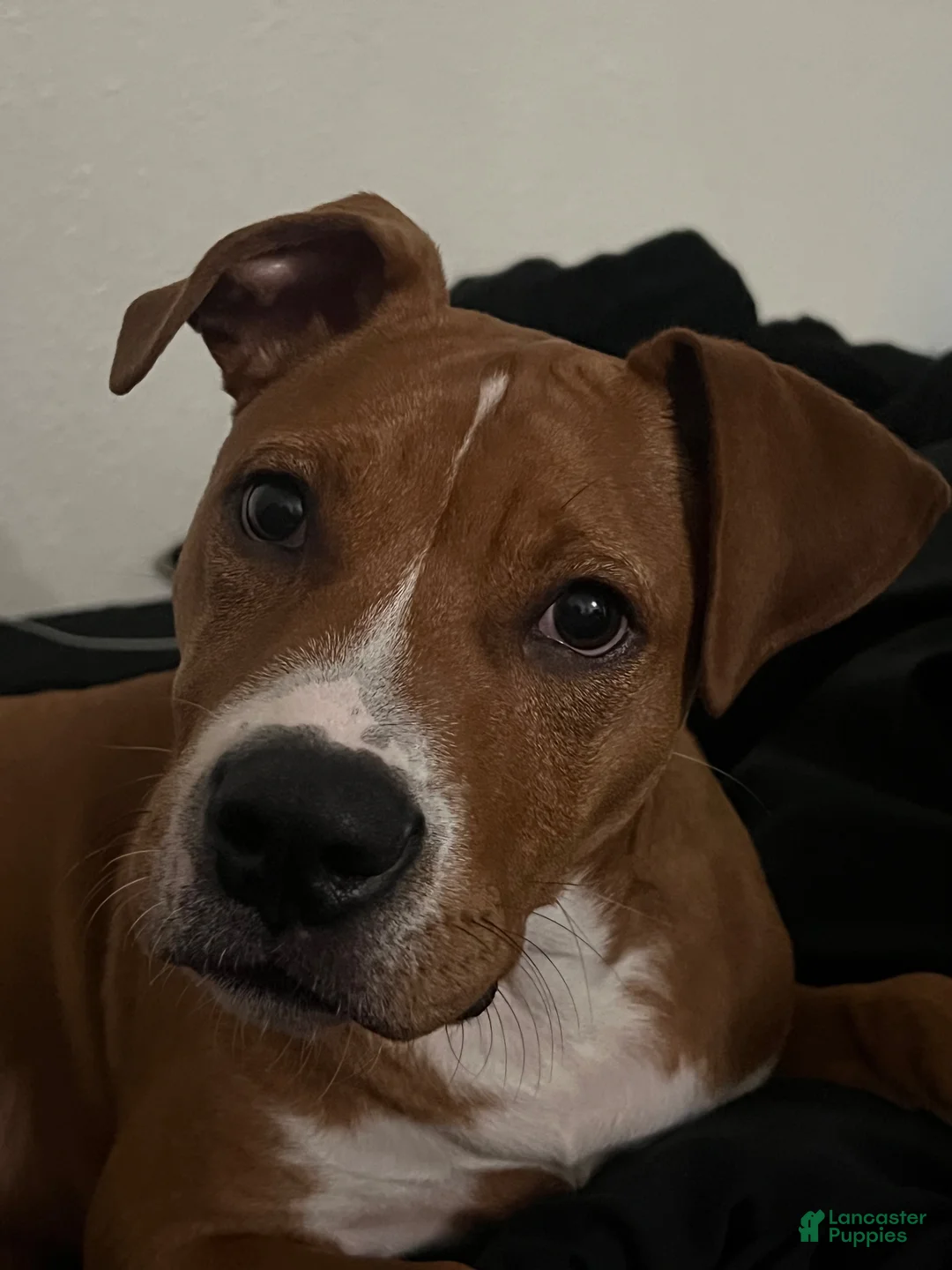 Mixed Breed dogs for sale: Mixed Breed 1 - Ad 2