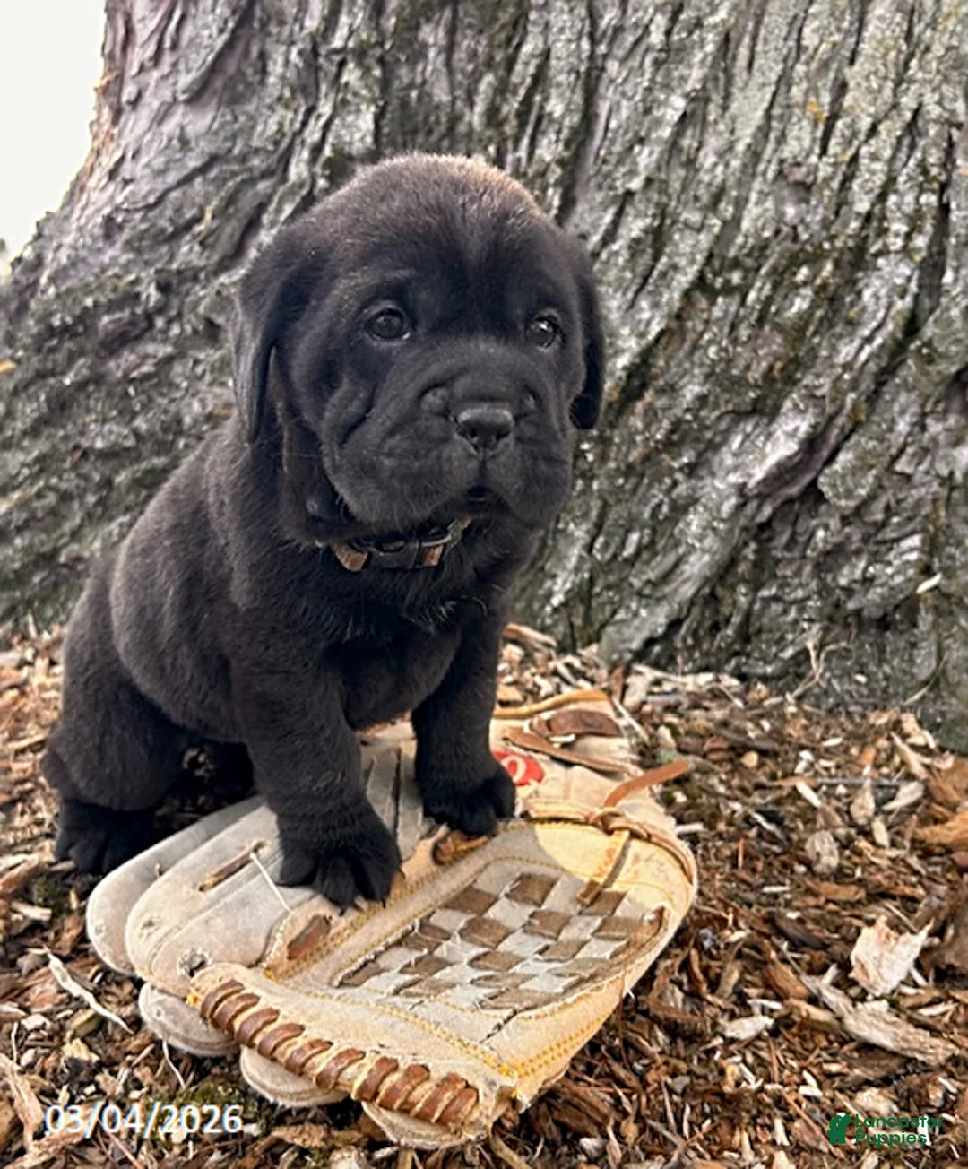 Mini Hippo dogs for sale: Infinity - Ad 1