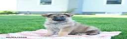 German Shepherd dogs for sale: Cola - Ad 1