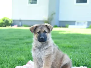 German Shepherd dogs for sale: Cola - Ad 2