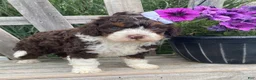 Mini Bernedoodle dogs for sale: Katie - Ad 4