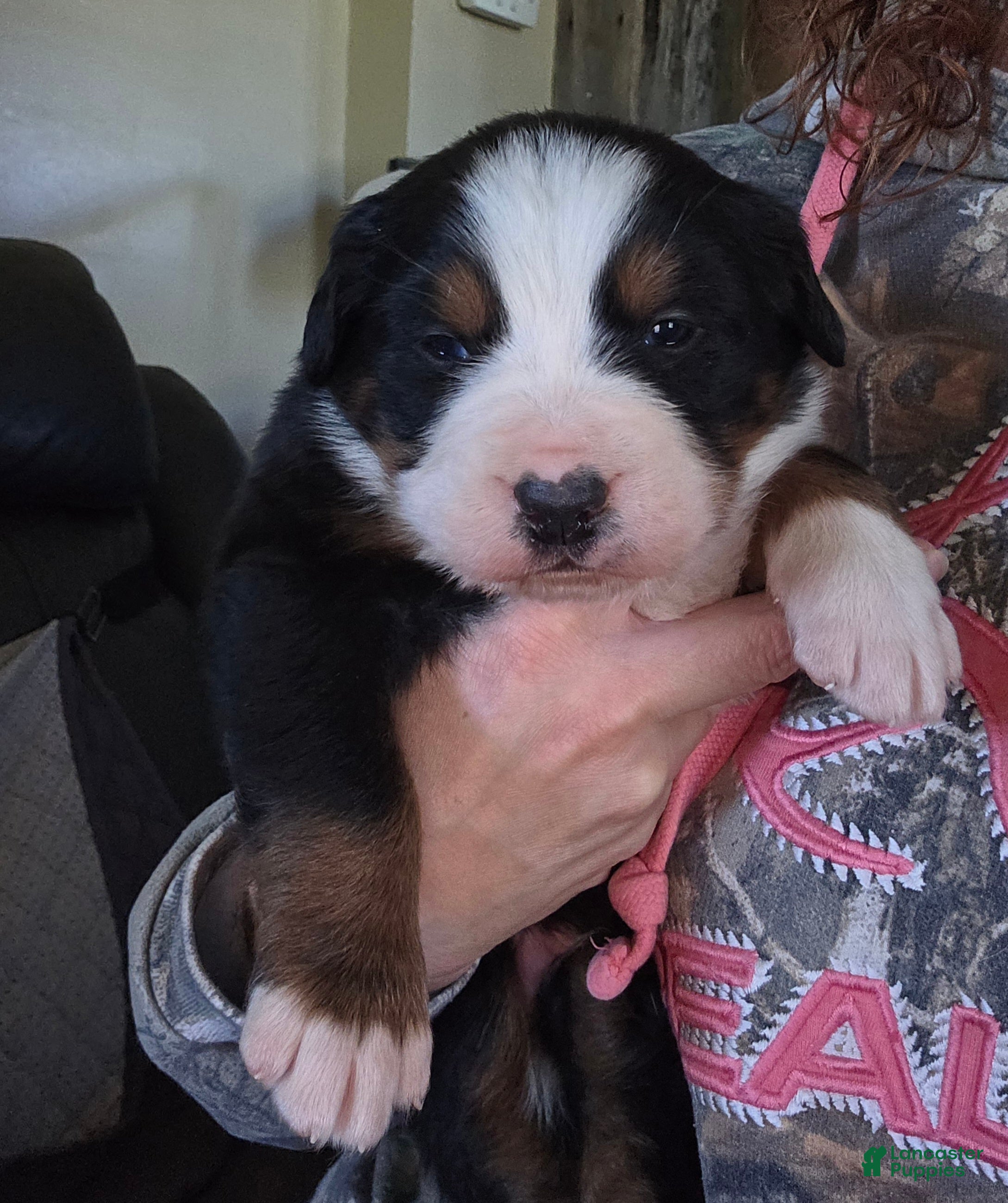 Bernese Mountain Dog dogs Bernese Mountain Dog Puppy 1 - Ad 23