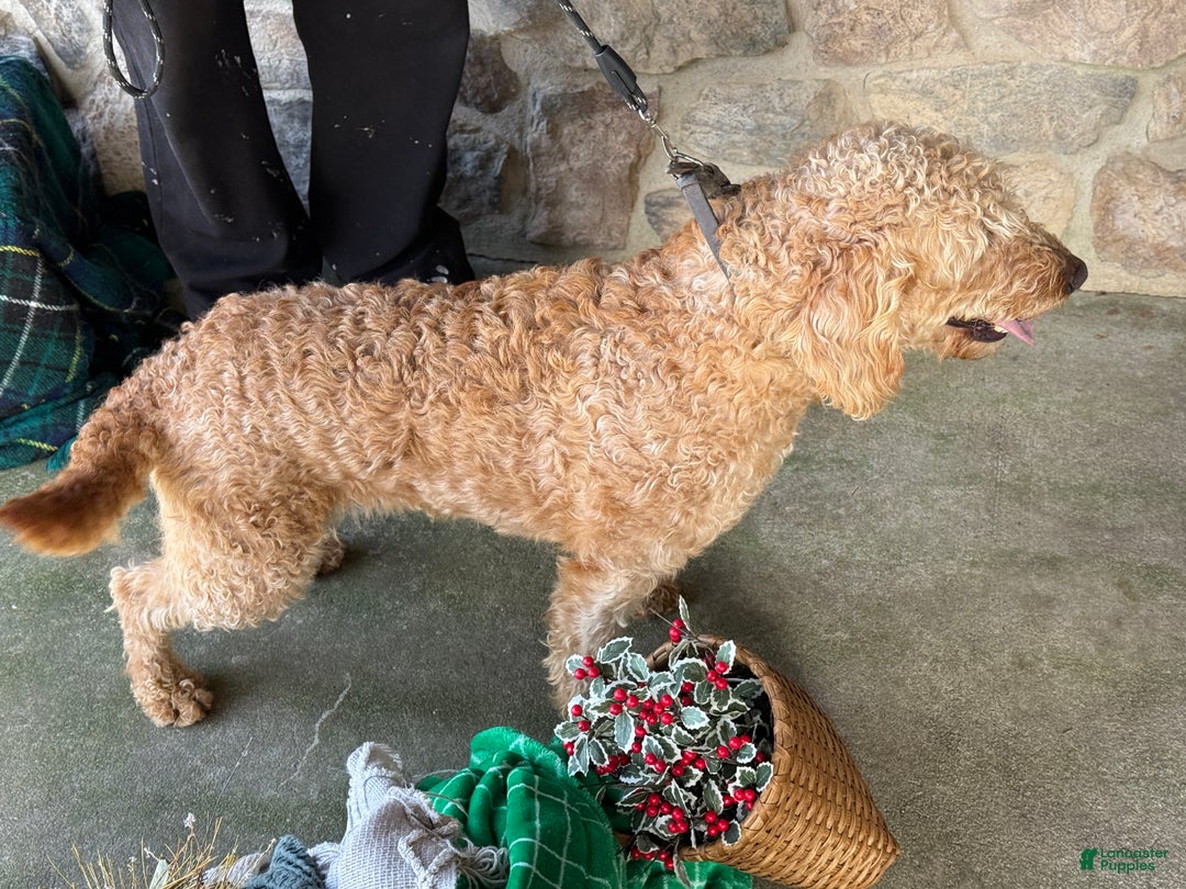 Mixed Breed dogs for sale: Sheba - Ad 3