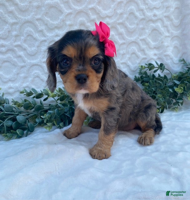Cavalier King Charles Spaniel dogs Gloria- genetic clear - Ad 1
