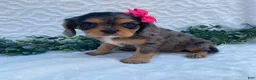 Cavalier King Charles Spaniel dogs for sale: Gloria- genetic clear - Ad 1