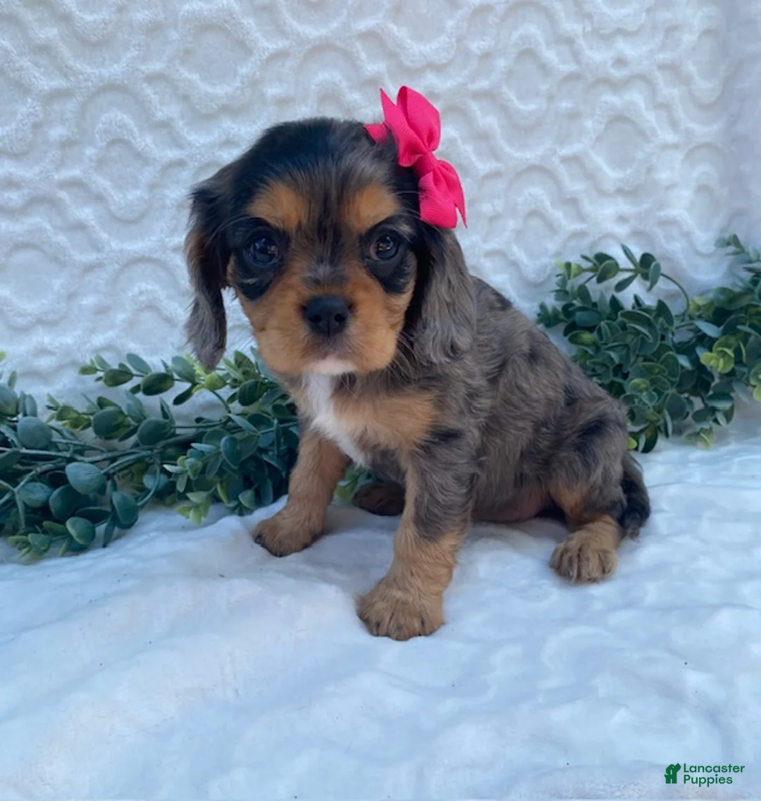 Cavalier King Charles Spaniel dogs for sale: Gloria- genetic clear - Ad 1