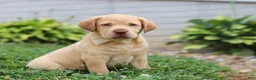 Labrador Retriever dogs for sale: Flora - Ad 8