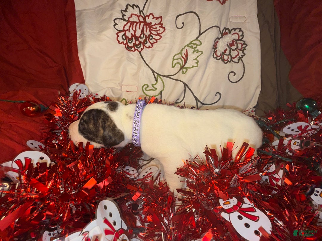 Great Dane dogs for sale: Vicky - Ad 8