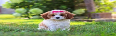 Lilly