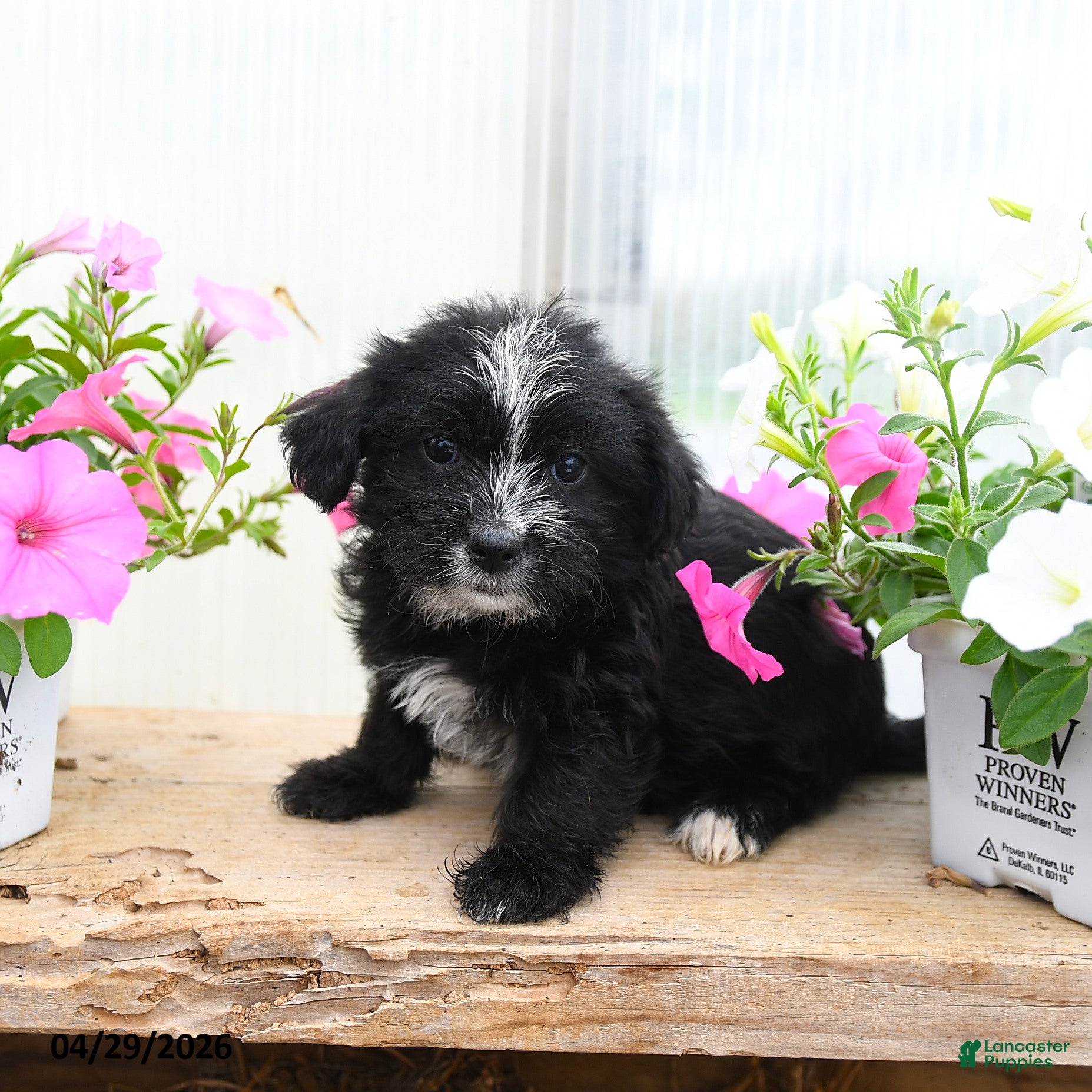 Morkie dogs Charles - Ad 1