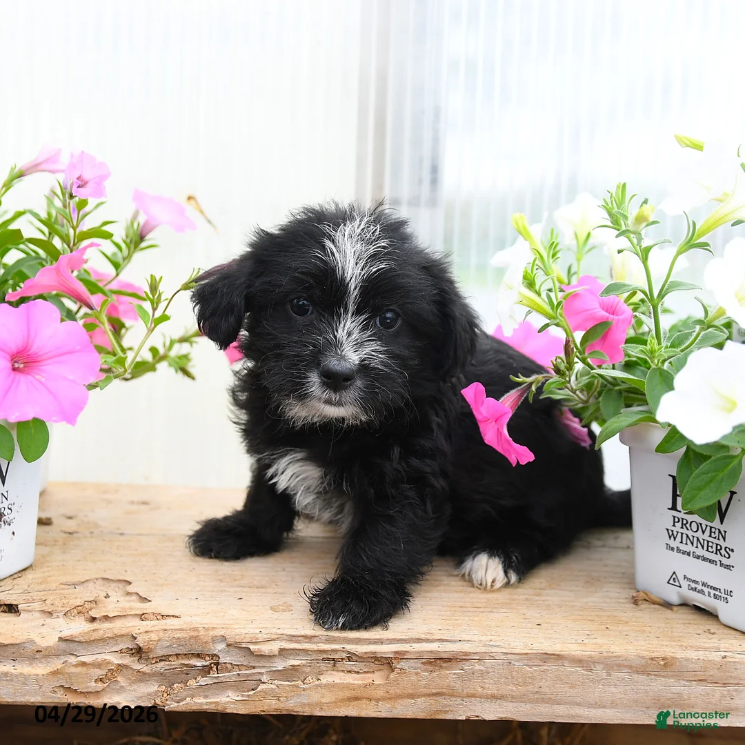 Morkie dogs for sale: Charles - Ad 3