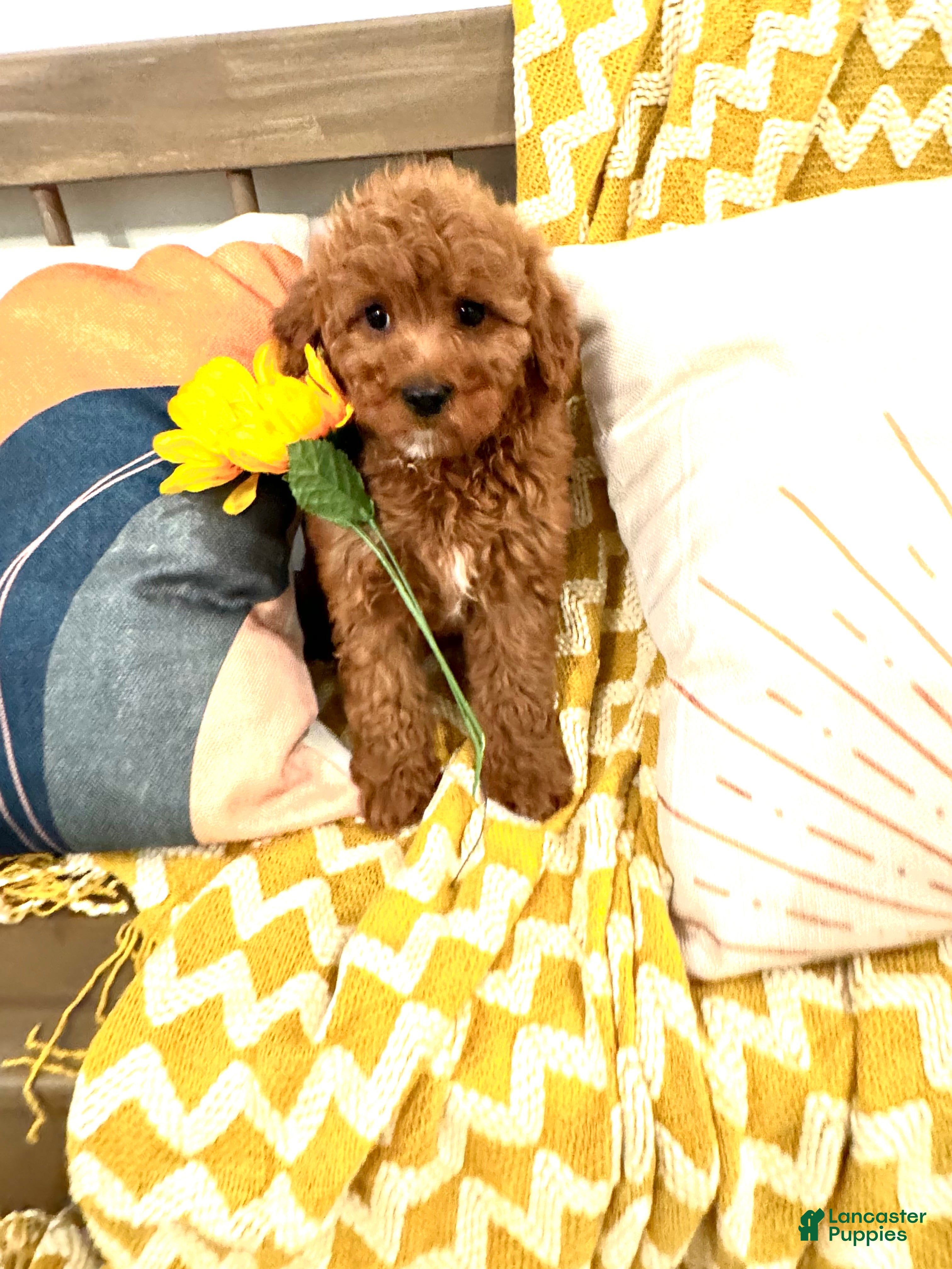 Cavapoo dogs Ruby - Ad 1