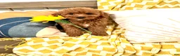 Cavapoo dogs for sale: Ruby - Ad 1