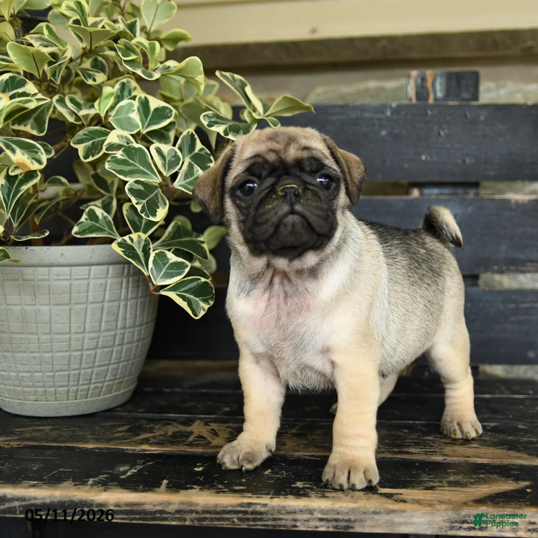 Pug dogs for sale: Rocco - Ad 3