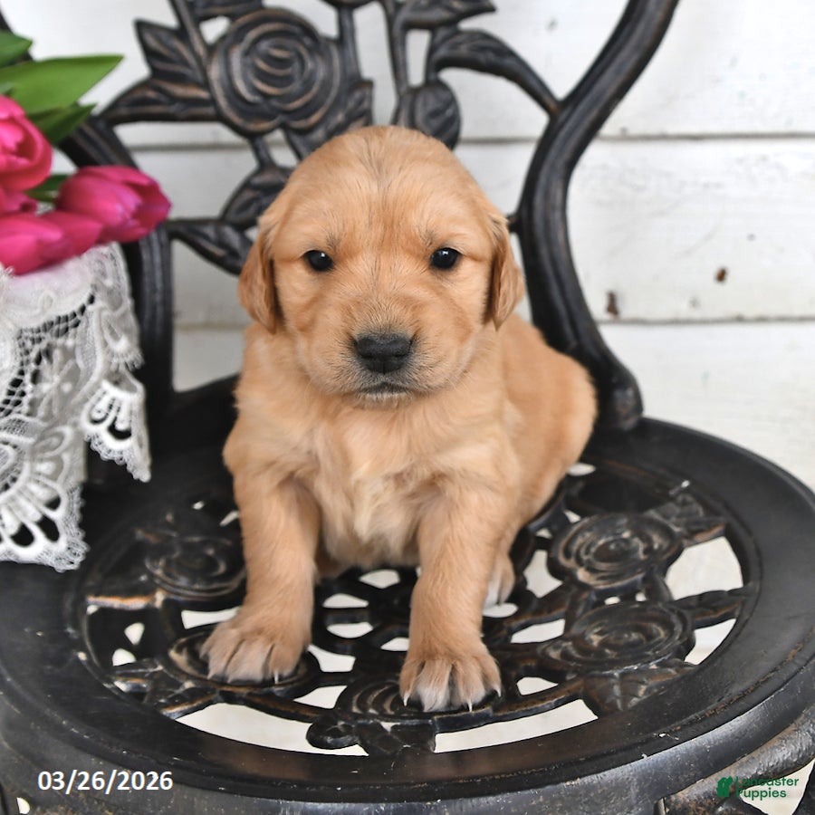 Golden Retriever dogs Maddie - Ad 2