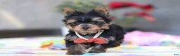 Yorkshire Terrier dogs for sale: Jonah - Ad 4