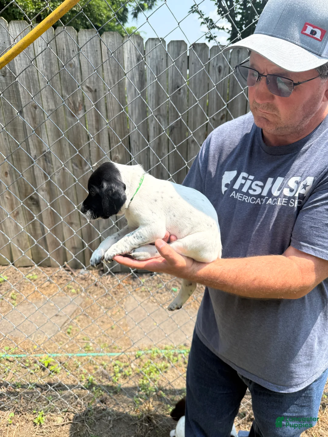 German Shorthaired Pointer dogs for sale: Watermelon  - Ad 1