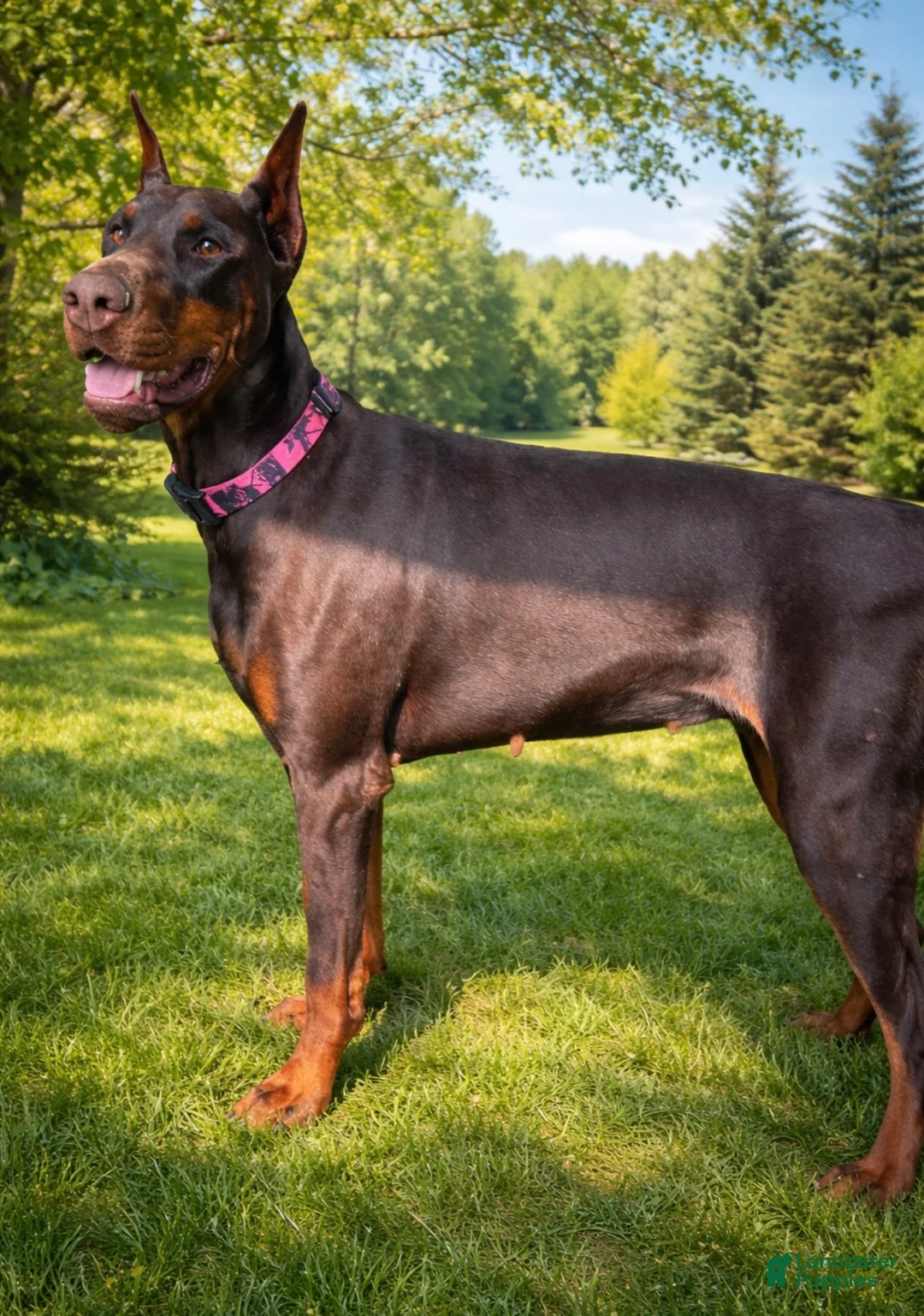 Doberman Pinscher dogs for sale: Miss Prissy  - Ad 2
