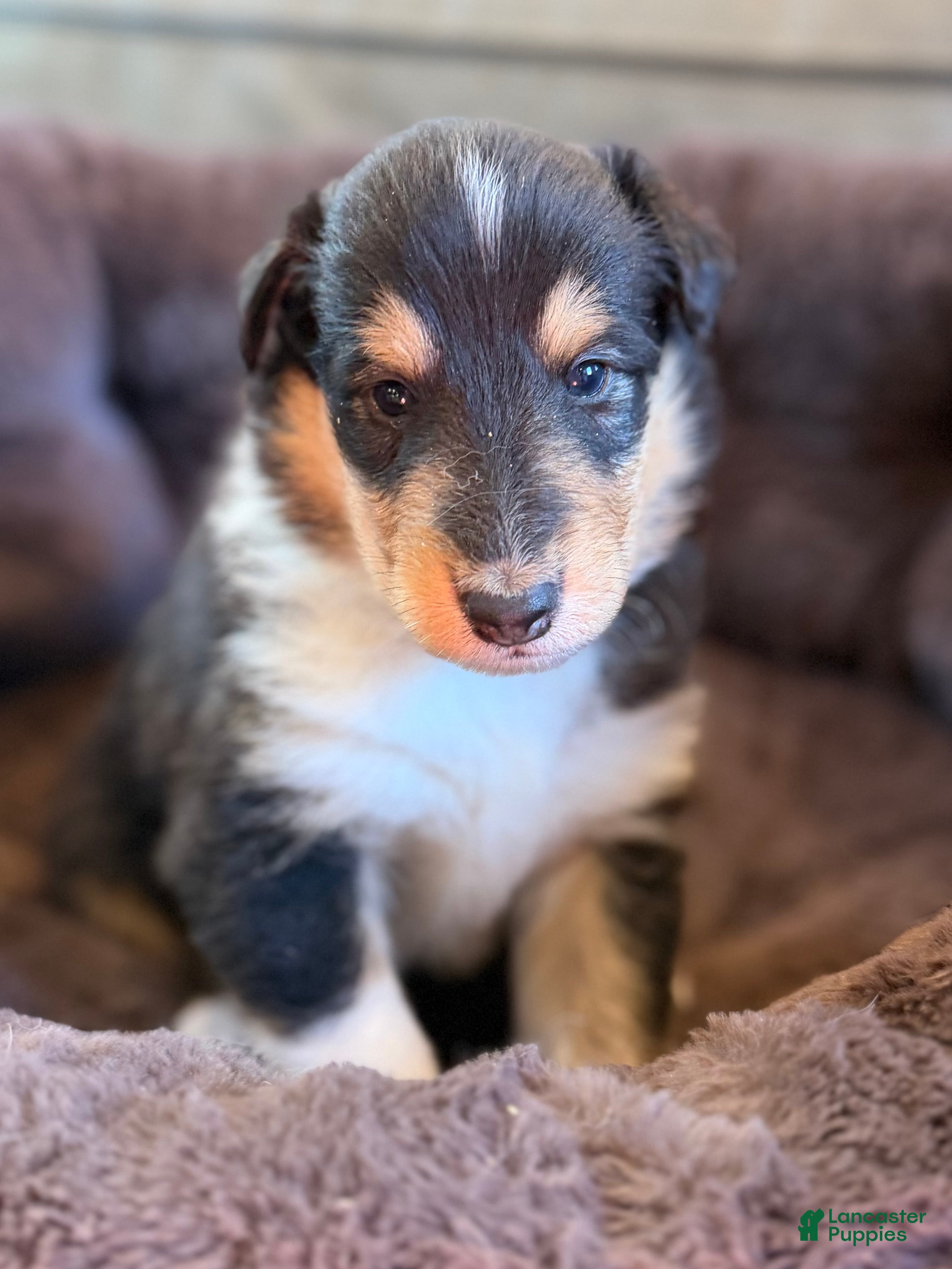 Collie dogs Brutus  - Ad 2