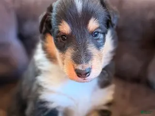 Collie dogs Brutus - Ad 2