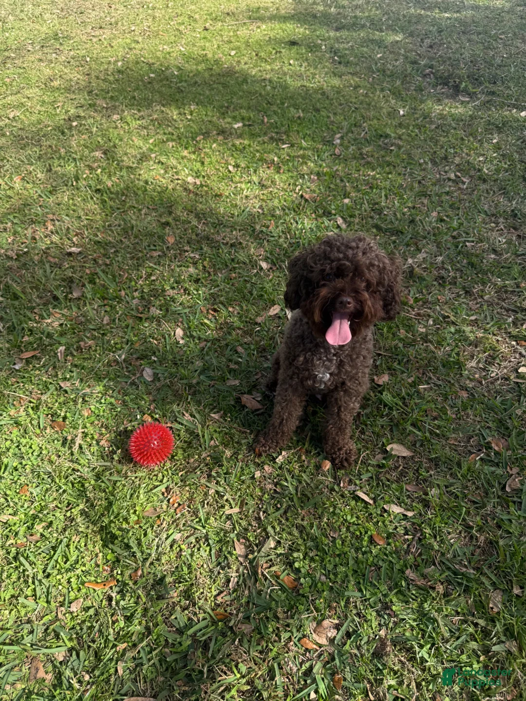 Cavapoo dogs for sale: Choco - Ad 7
