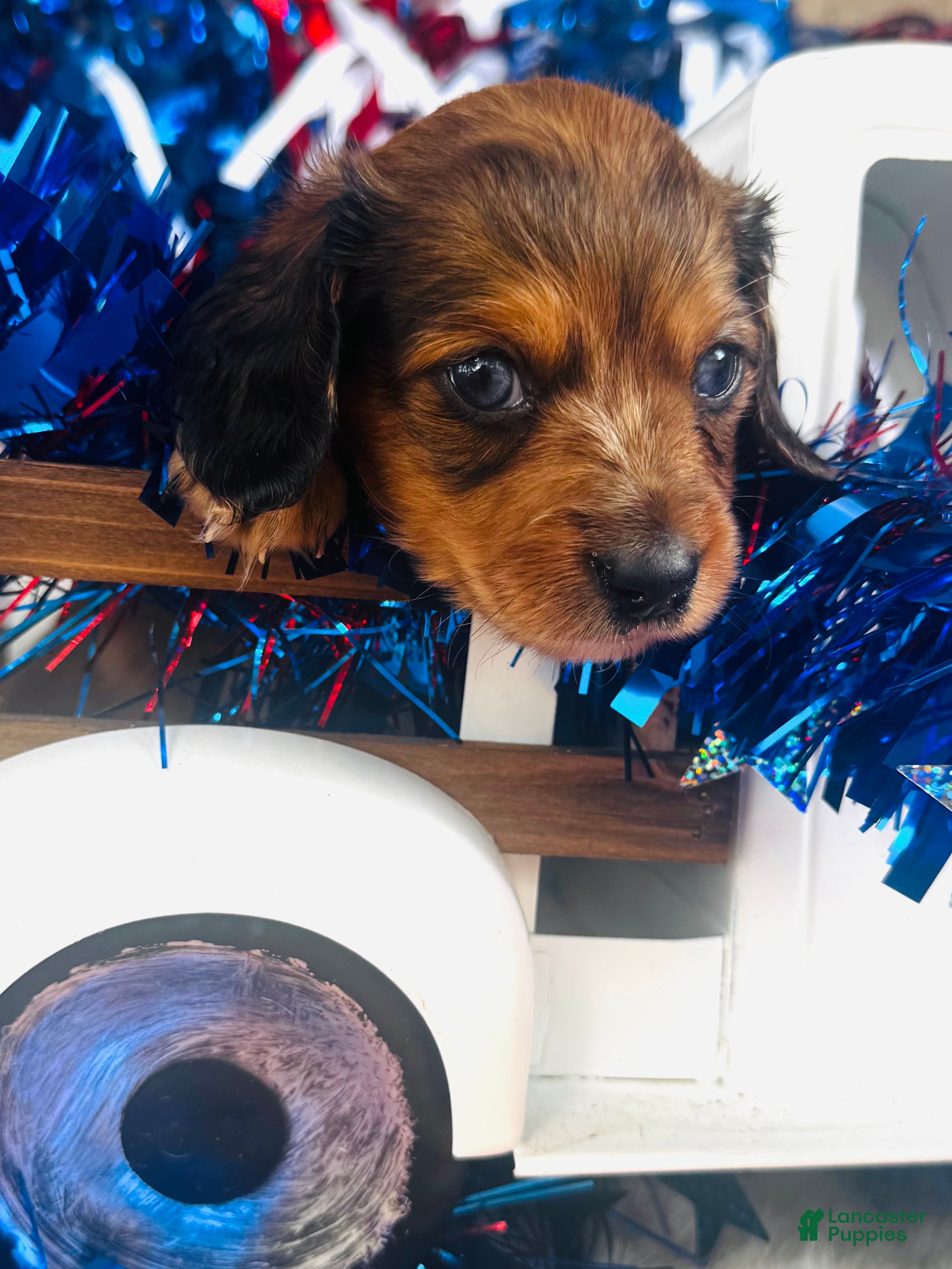 Miniature Dachshund dogs Dixie (Longhair) - Ad 2