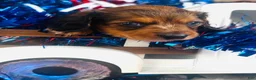 Miniature Dachshund dogs for sale: Dixie (Longhair) - Ad 2
