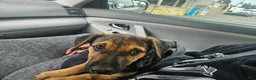 Mixed Breed dogs for sale: Mixed Breed 2 - Ad 2