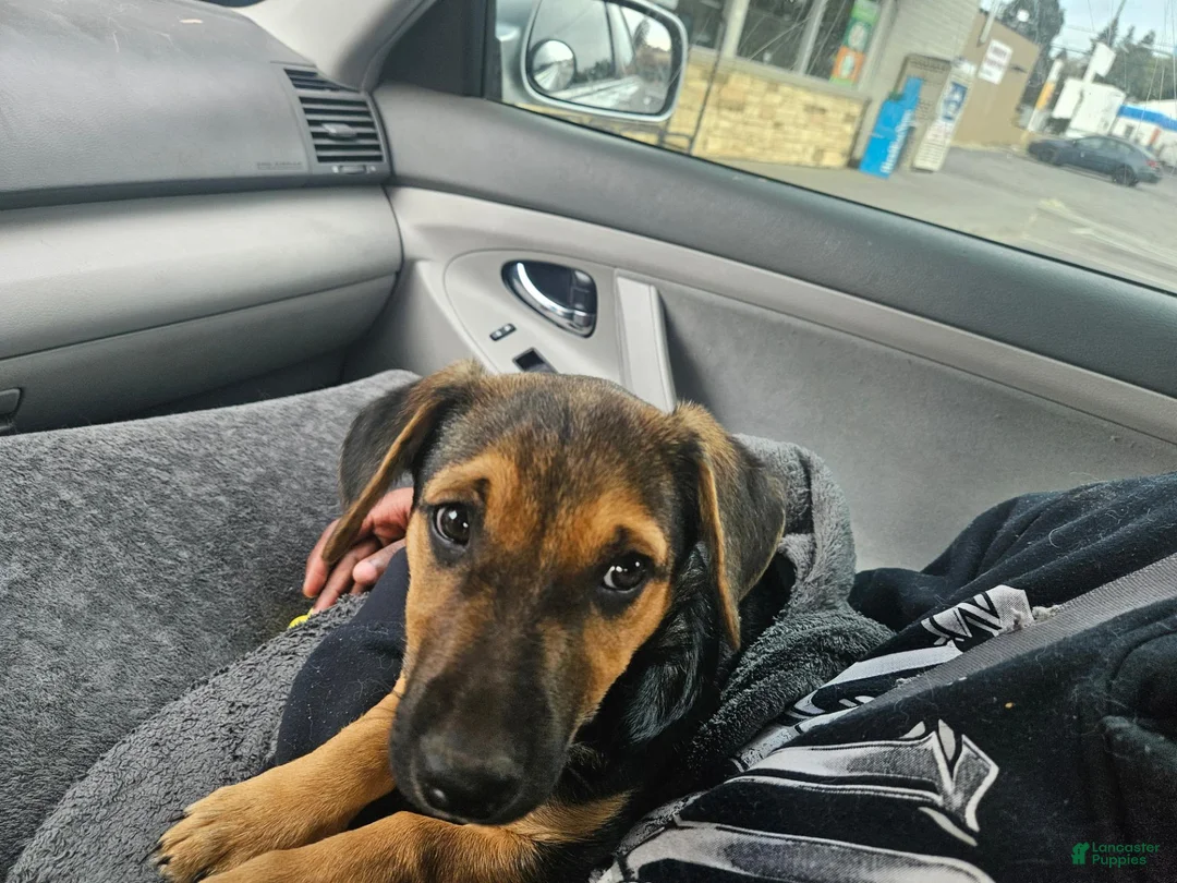 Mixed Breed dogs for sale: Mixed Breed 2 - Ad 2