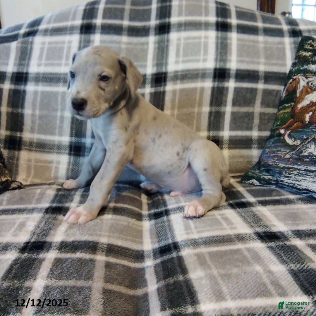 Great Dane dogs for sale: Rover - Ad 2