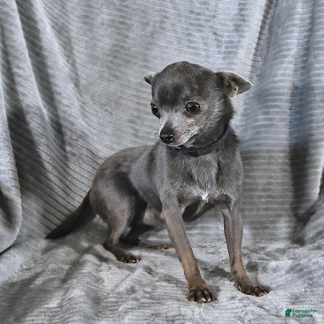 Chihuahua dogs for sale: Fritz - Ad 6